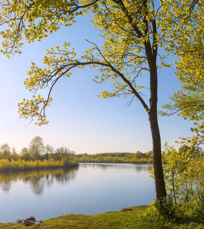 Дубок на берегу реки в начале мая. фото превью