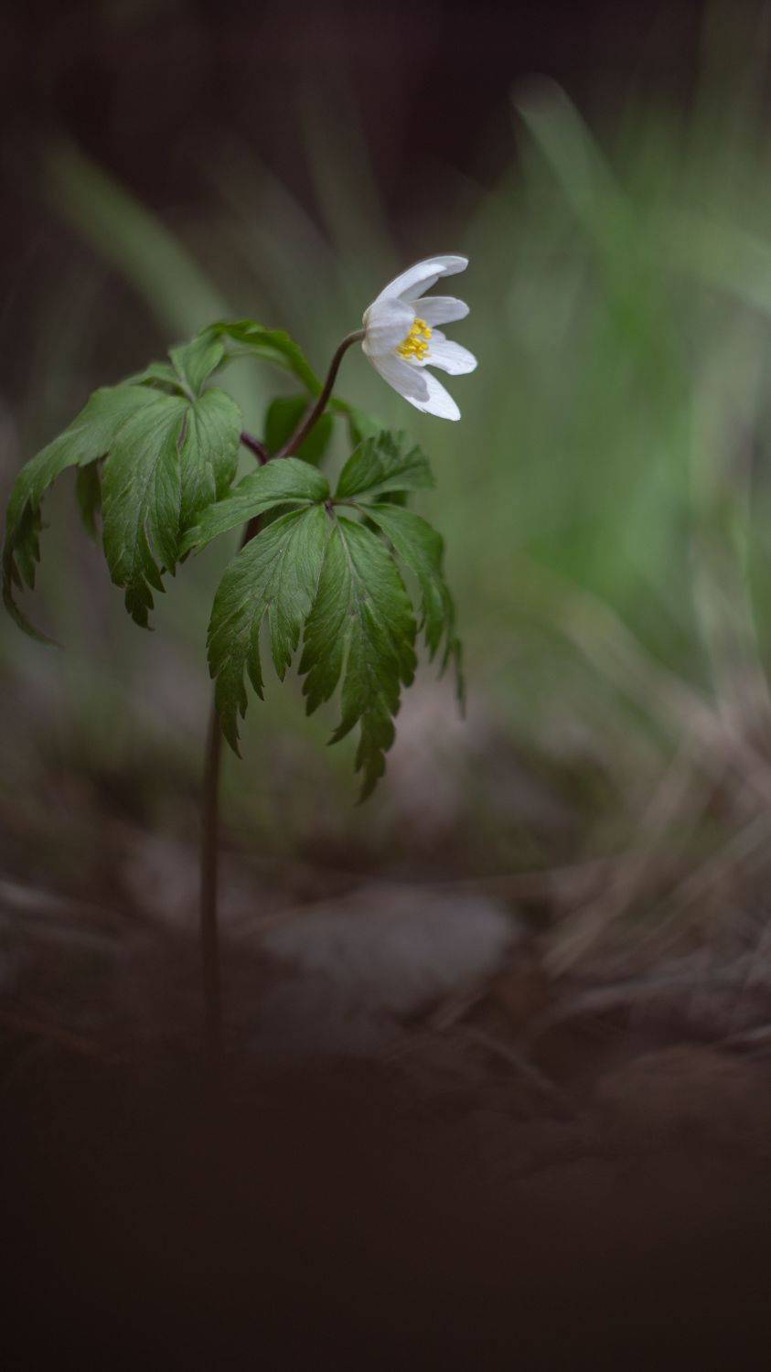 макро, гелиос, helios, macro, nature, flowers, forest, Мария Обидина