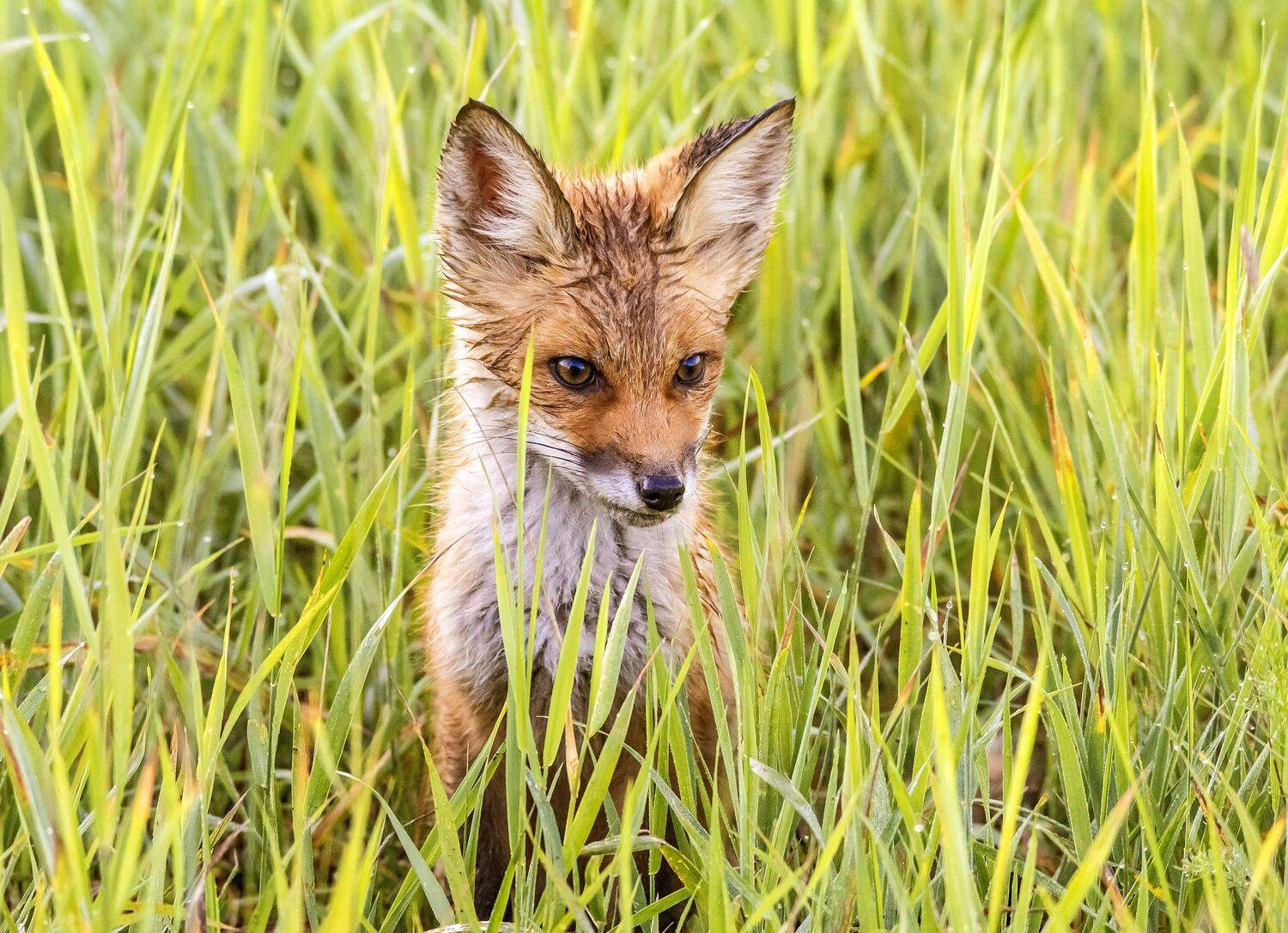 , Белоусов Михаил