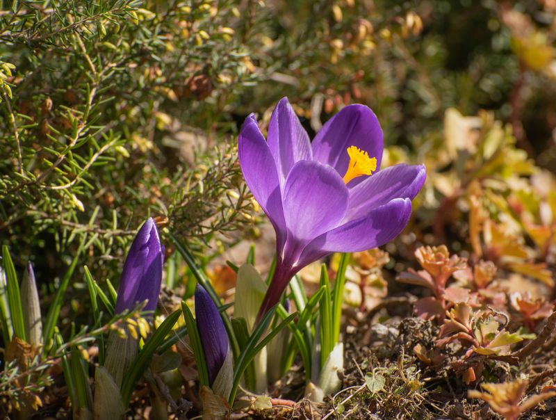 Крокус цветы весна Первые цветы фото превью