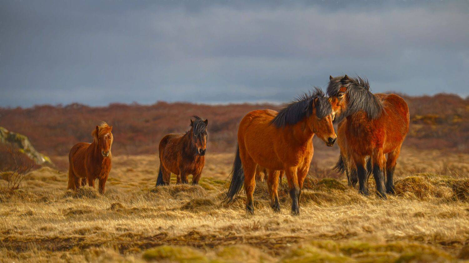 , Шварцман Евгений
