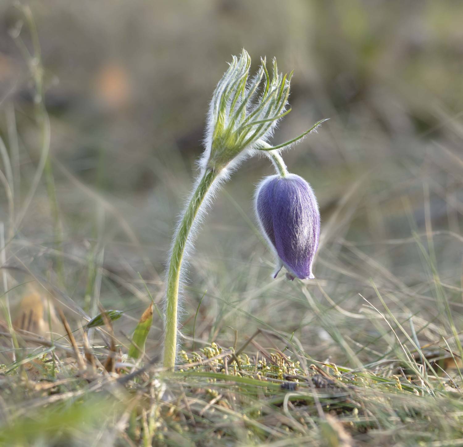 сон-трава, первоцветы, Olga Bonina