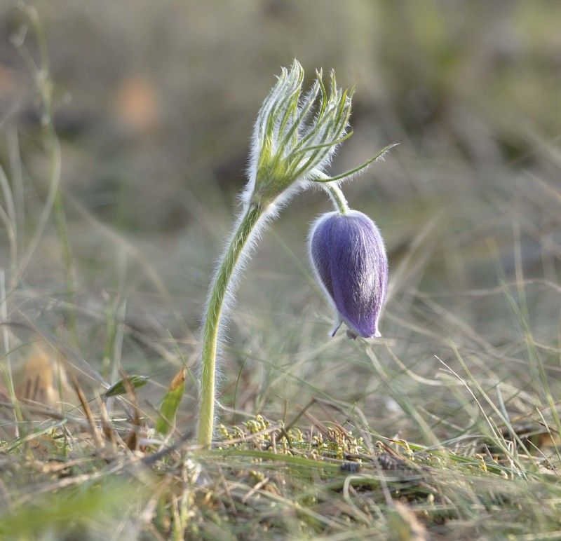сон-трава, первоцветы Сон под утро фото превью