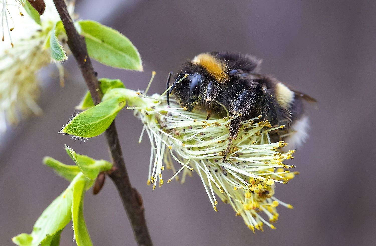 насекомые, шмель, ива, весна, пыльца, Широких Александр