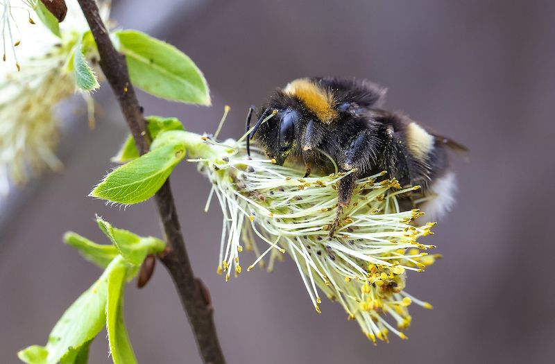 насекомые, шмель, ива, весна, пыльца Первый шмель фото превью