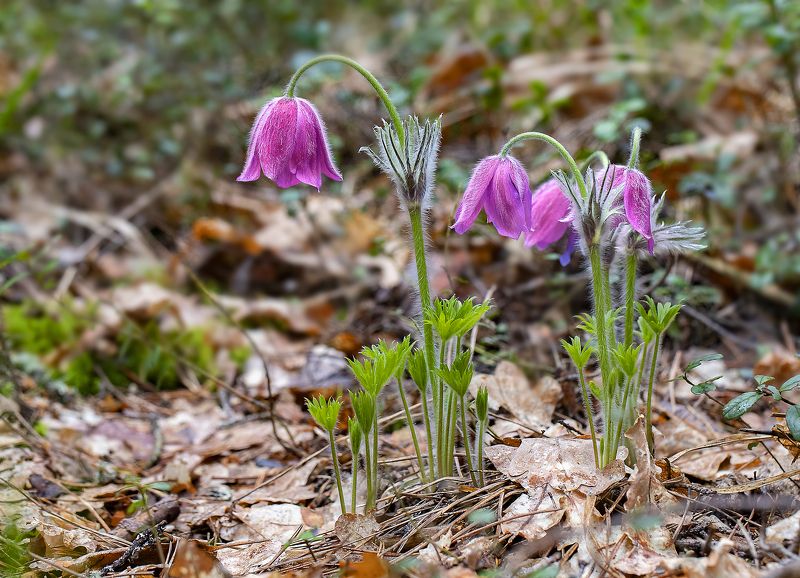 прострел, сон-трава, весна, сосновый бор Сон-трава фото превью