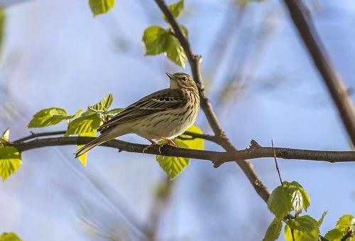 Лесной конёк