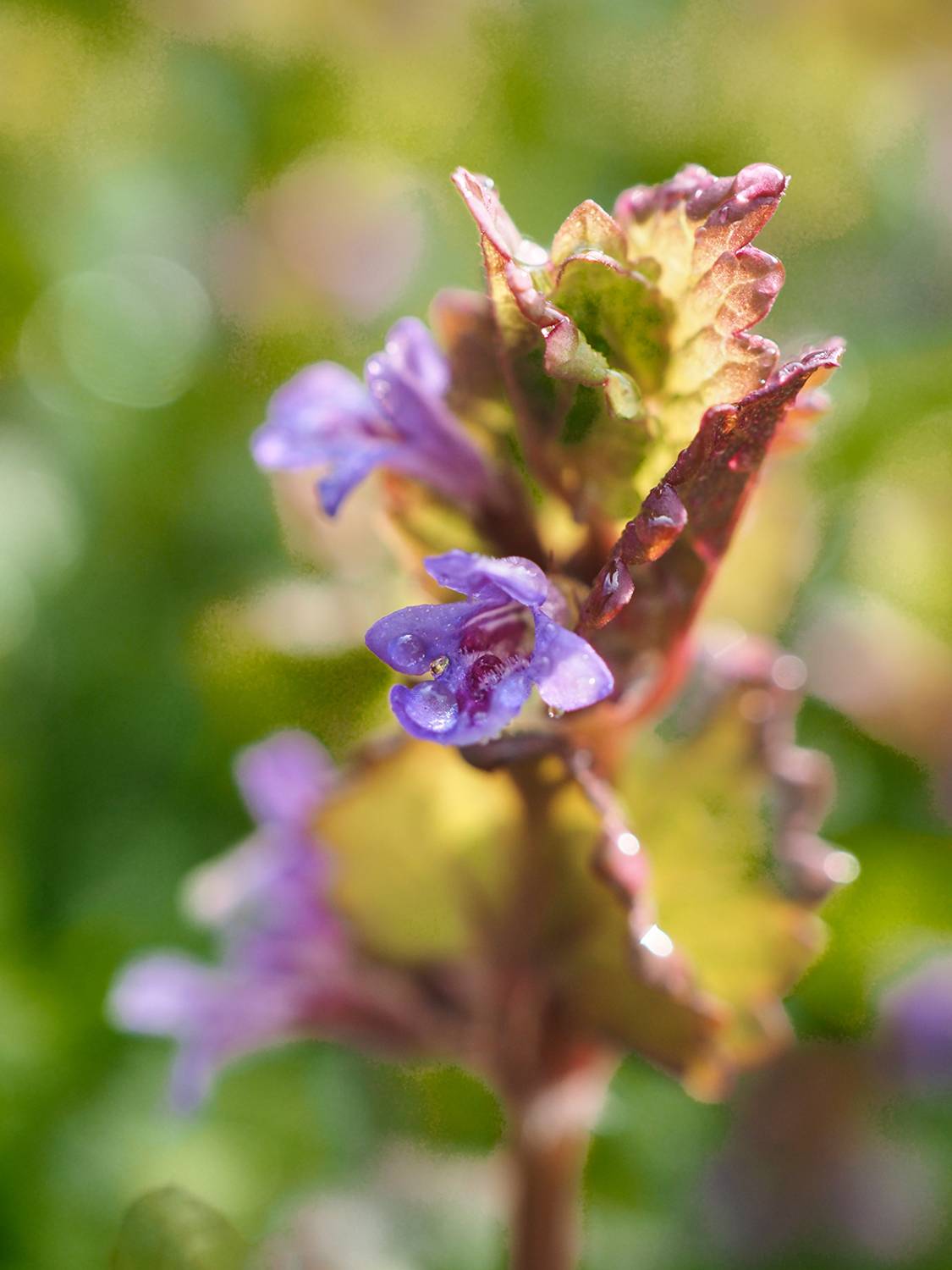 , Сергей Калёв