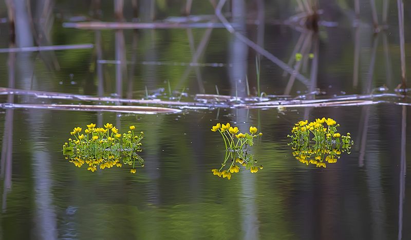 цветы, калужница болотная, весна, озеро Цветёт калужница фото превью