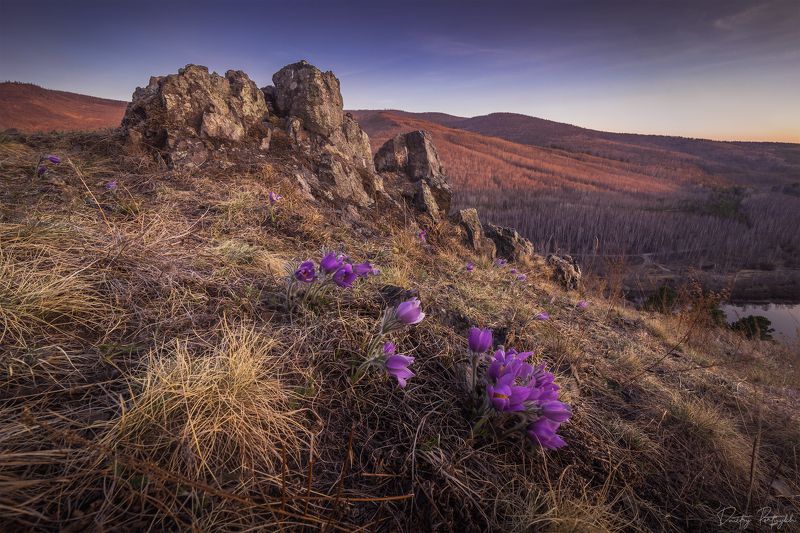 Цветение подснежников фото превью