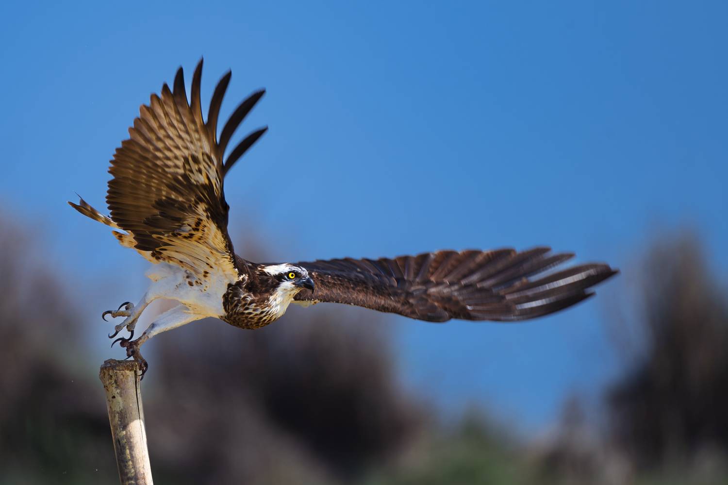 #birdphotography	 #birdsofinstagram	 #wildlifephotography	 #birds	 #naturephotography	 #bird	 #nature	 #wildlife	 #photography	 #birdwatching	 #natgeo	 #photooftheday	 #nikon	 #birding	 #naturelovers	 #canon	 #animals	 #birdlovers	 #travel	 #love	 #bestbi, Diganta Roy