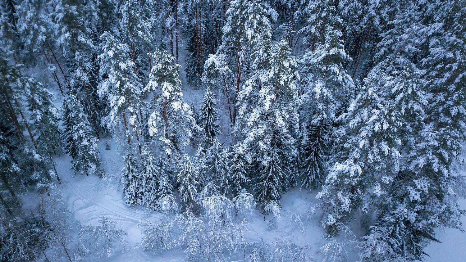 , Сергей Фаренюк