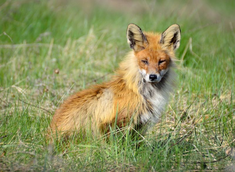 Щучинская лисичка фото превью