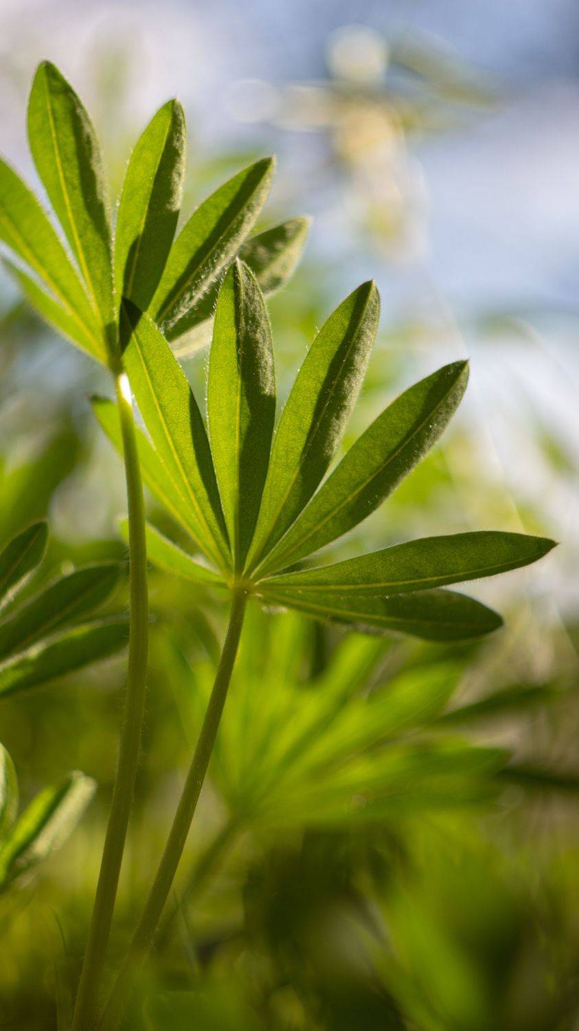 макро, природа, helios, macro, nature, green, Мария Обидина