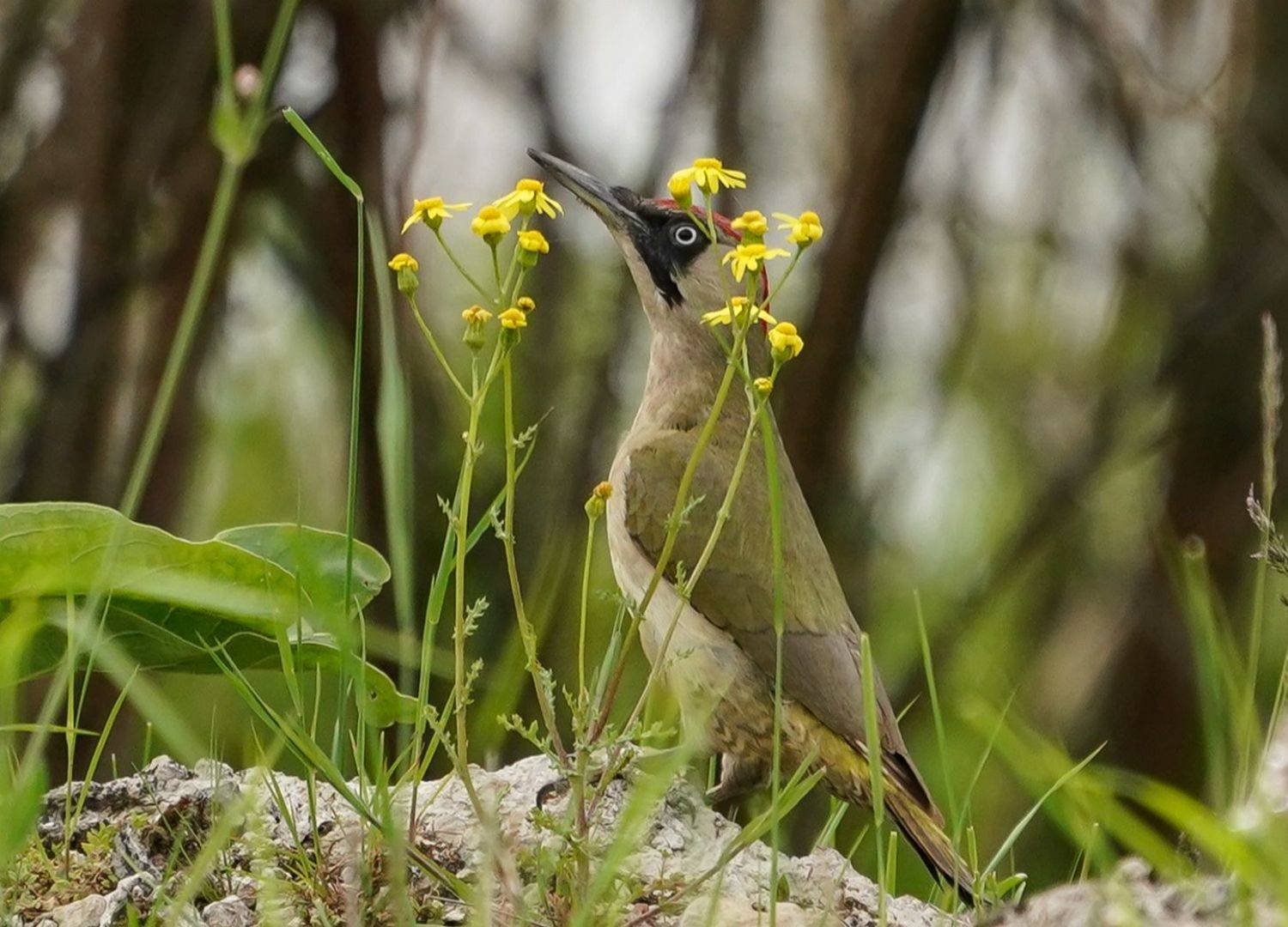 , Красимир Георгиев