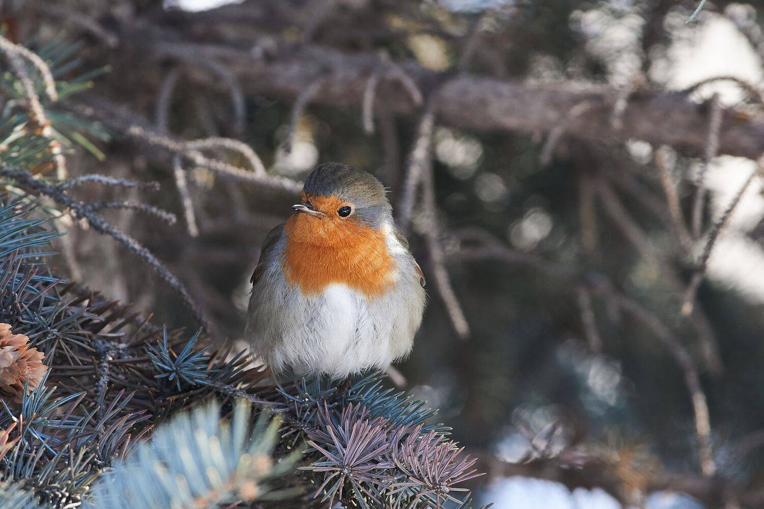 volgograd, russia, wildlife, Erithacus rubecula, , Сторчилов Павел