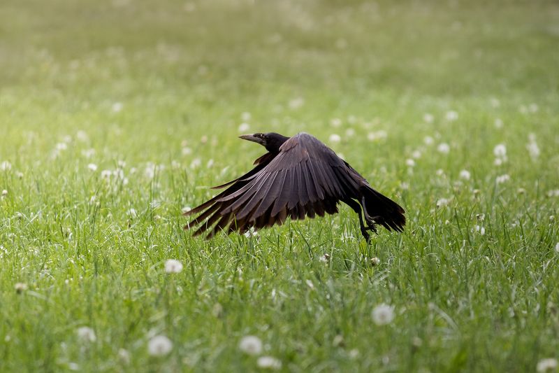 ворона, птица, bird, crow, animal, nature Полет фото превью