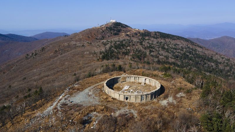 Черный куст фото превью