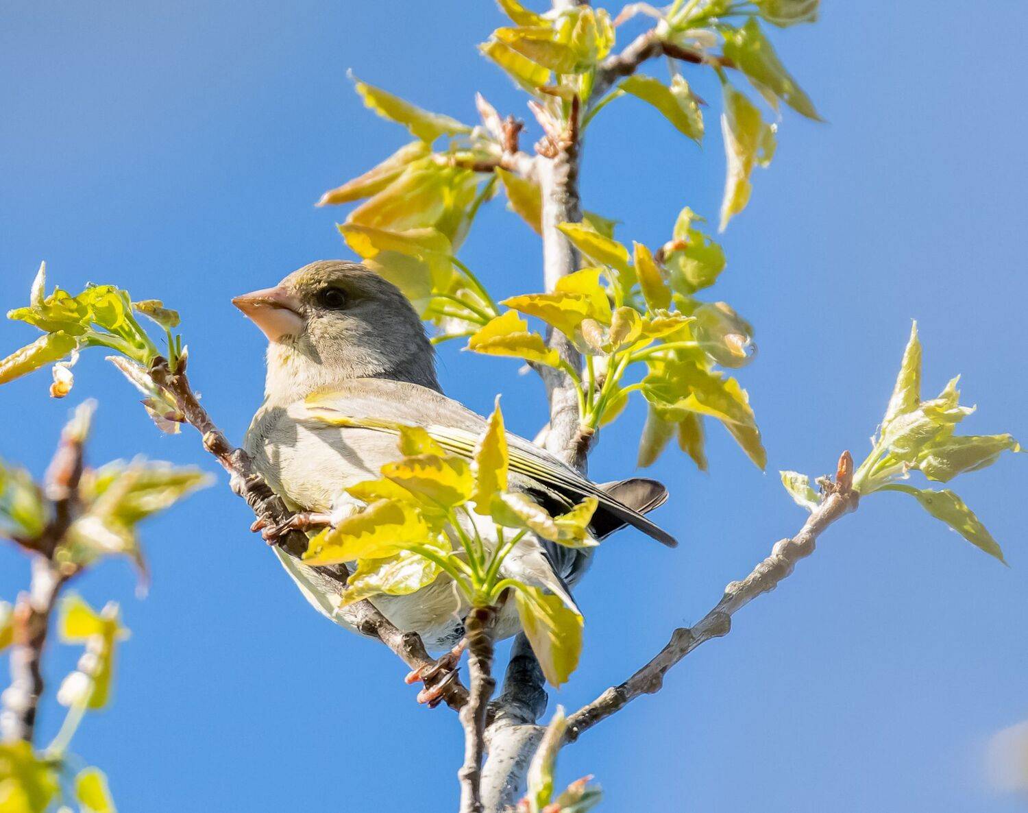 , Дэм Константин