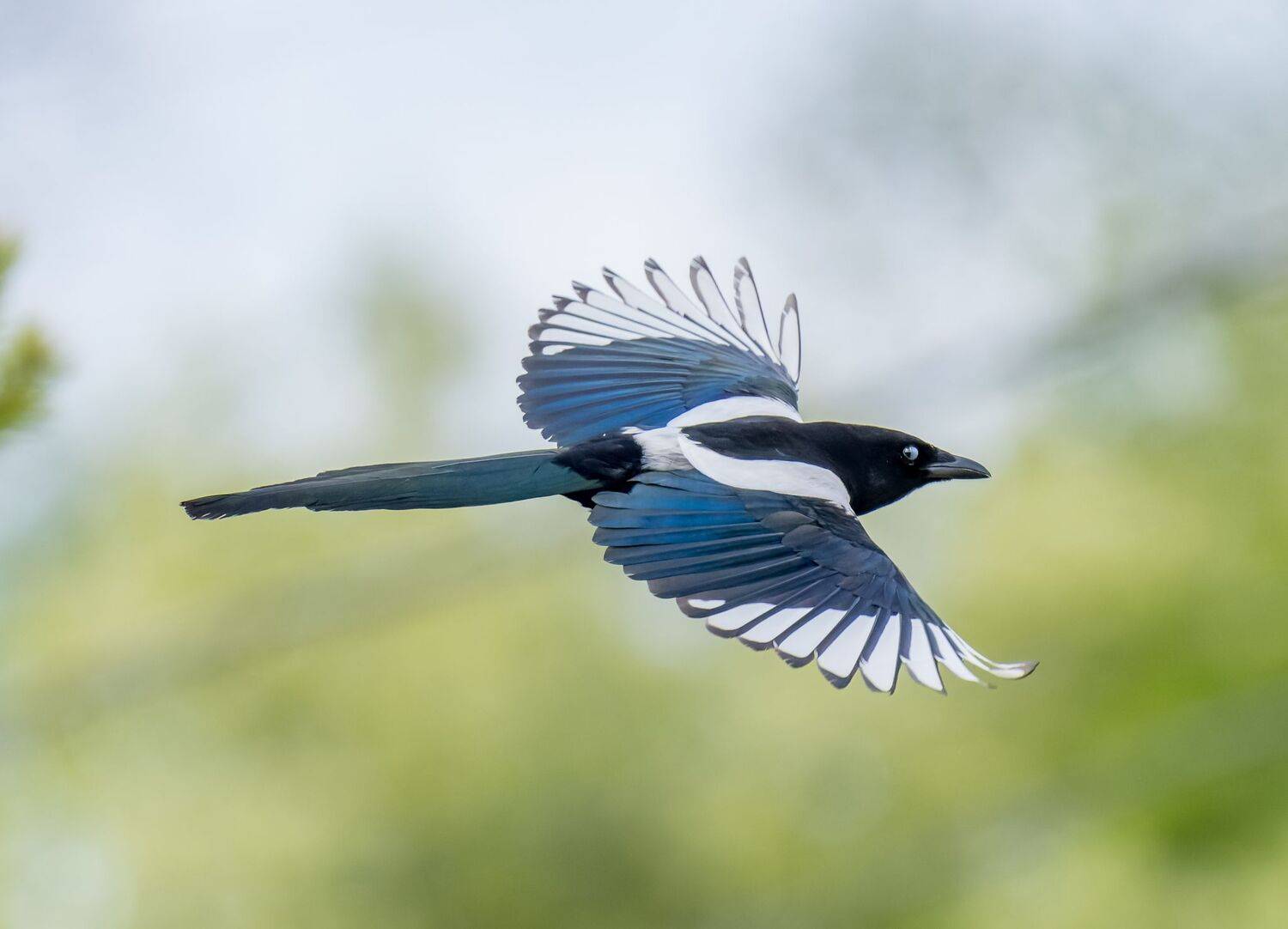 , Дэм Константин