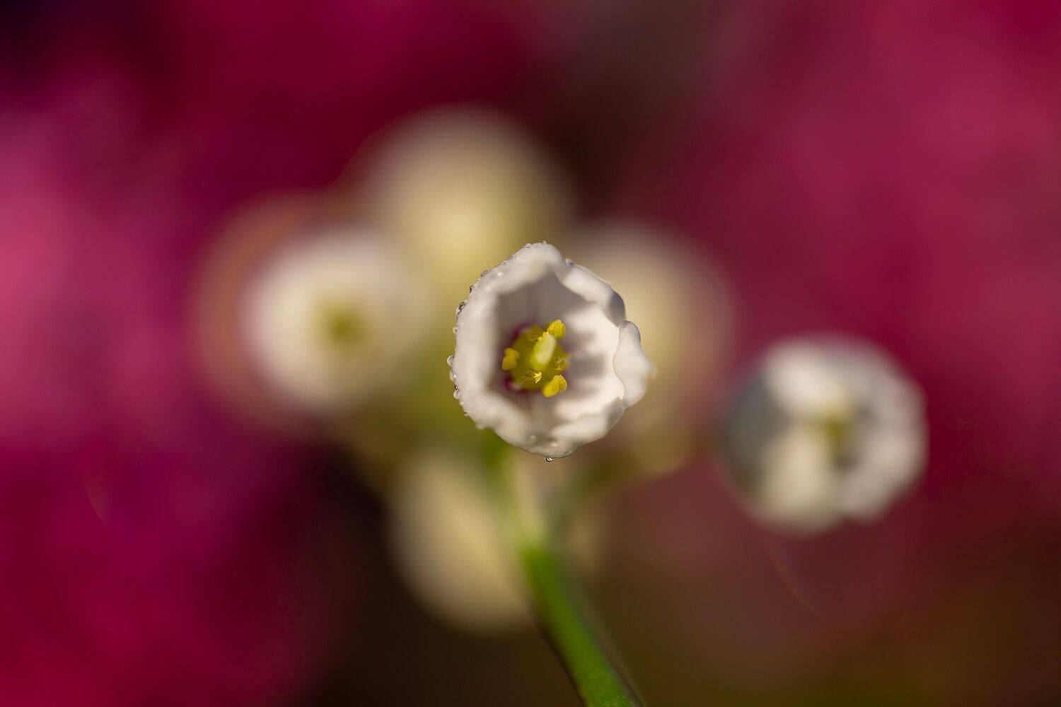 , Подосинников Максим