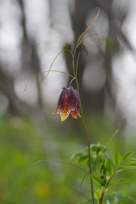 рябчик уссурийский май владивосток В весеннем лесу фото превью
