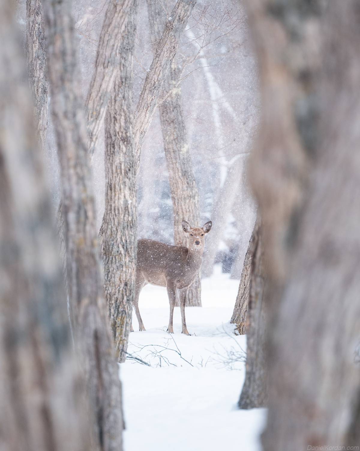 , Даниил Коржонов