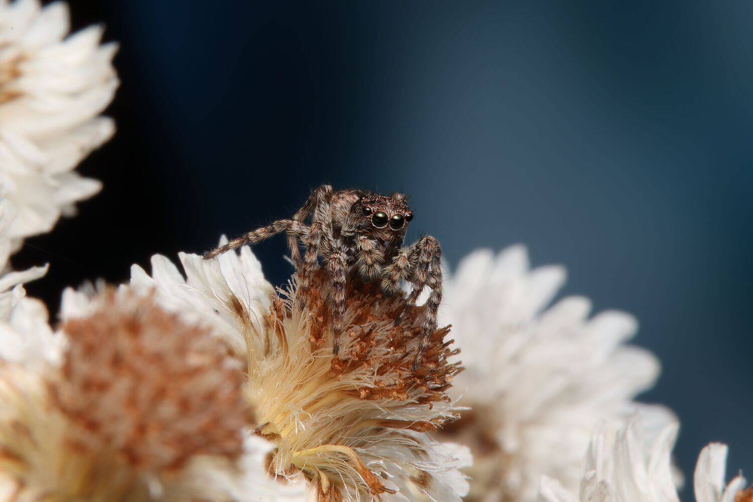 spider, jumping_spider, arachnid, spider_lovers, spiderphoto, nature, macrophoto, macrophotography,, Stephane