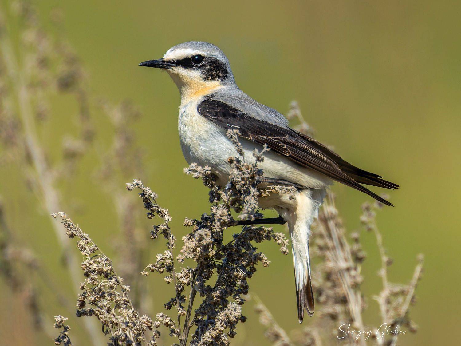 каменка, птицы, пернатые, Сергей Глебов