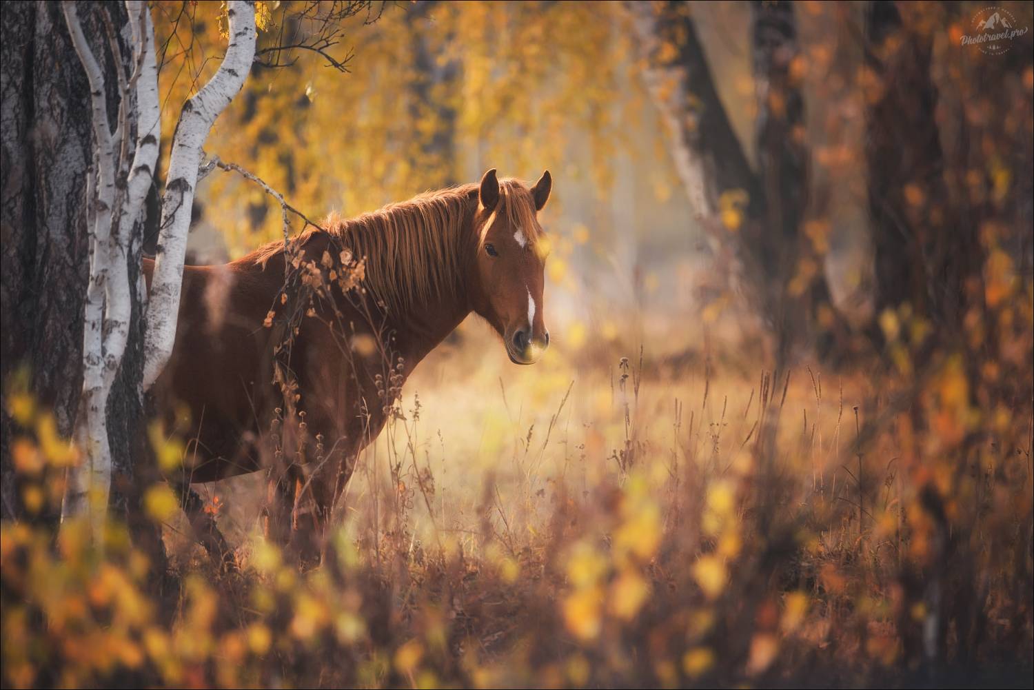 алтай, мульта, уймонская степь, уймонская долина, лошадь, horse, осень, горный алтай, фототур на алтай, Влад Соколовский