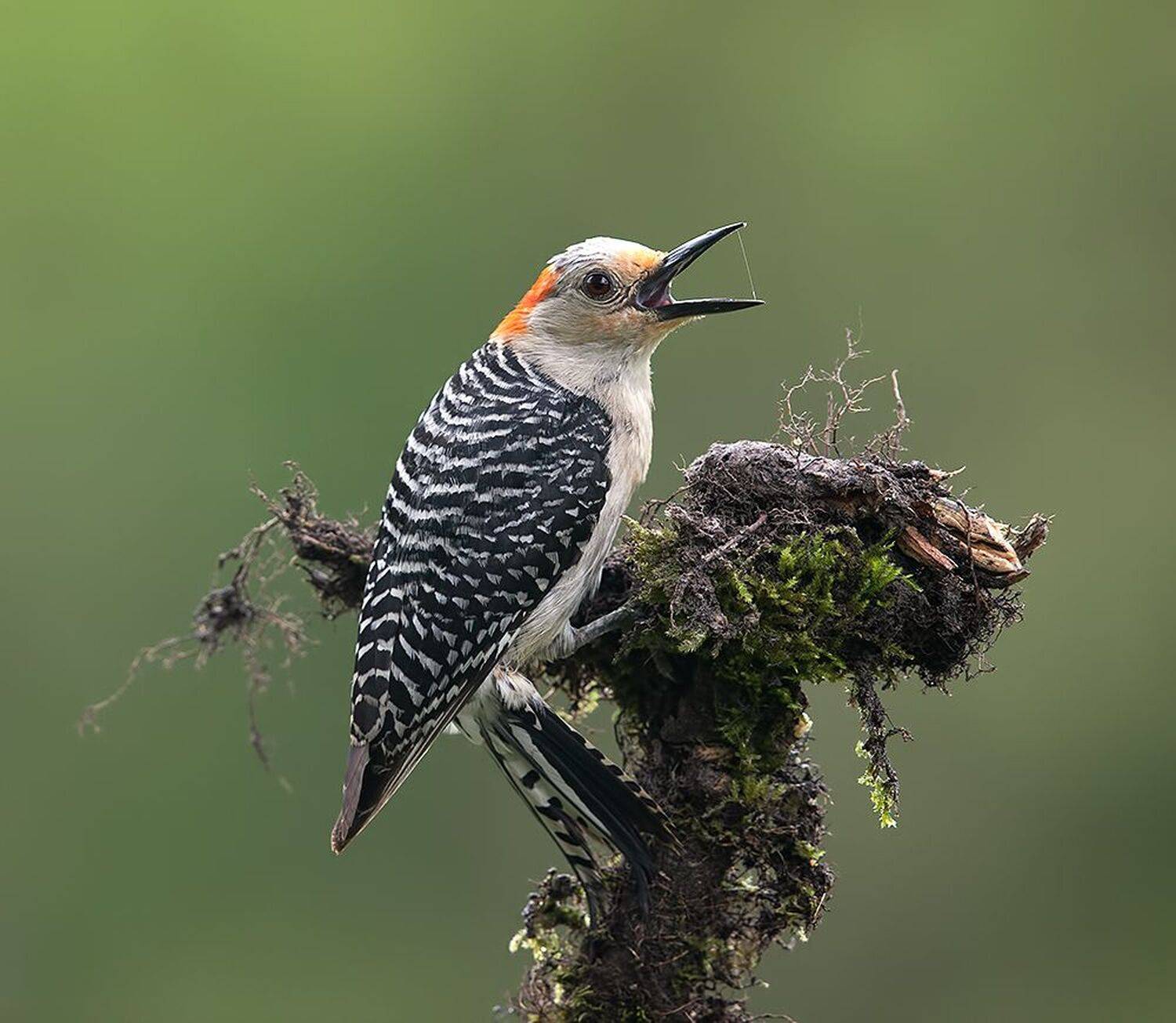 дятел, каролинский меланерпес, red-bellied woodpecker, woodpecker, Etkind Elizabeth