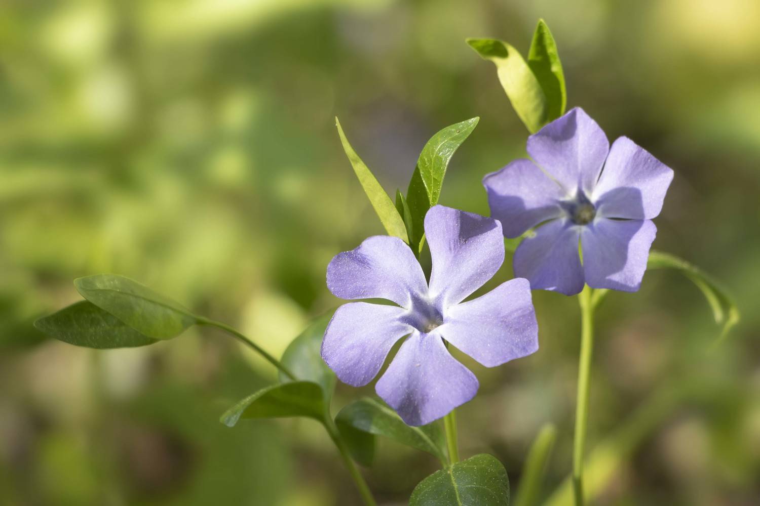 цветок, Olga Bonina