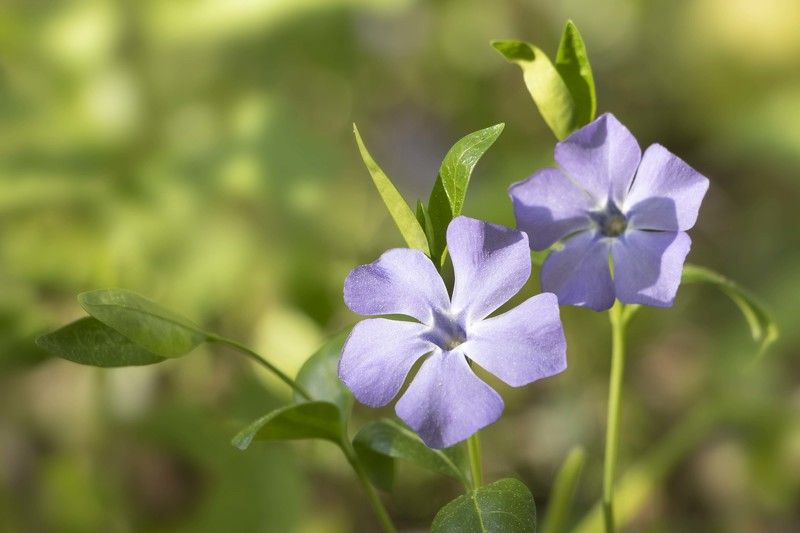 цветок Барвинок фото превью