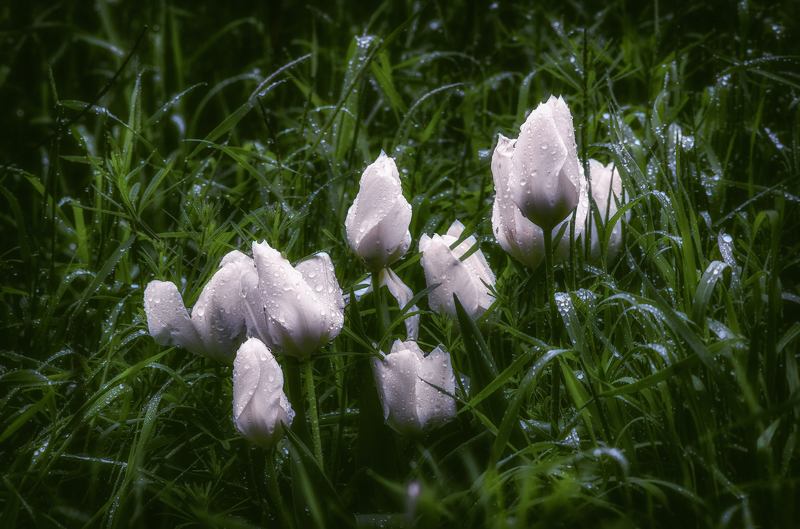 Под дождем фото превью