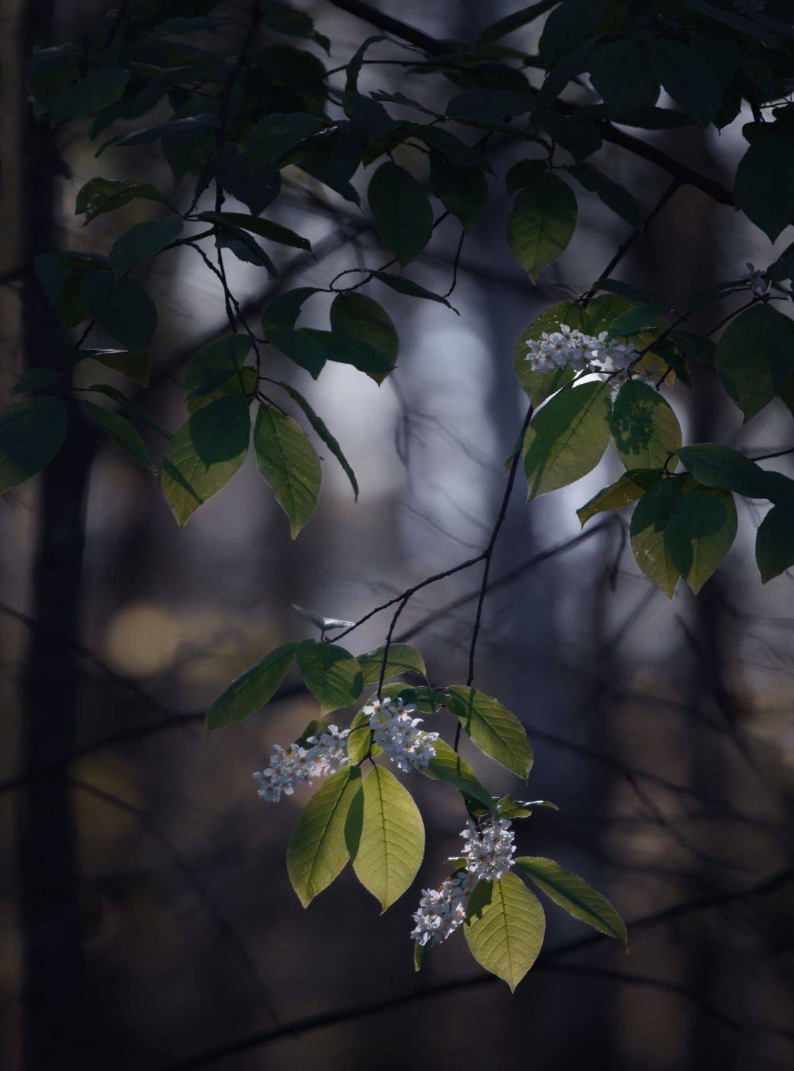 , Баранов Олег