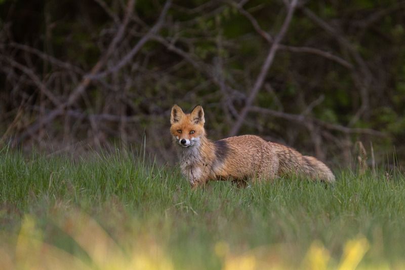 ssaki,lis,puszcza białowieska,las,przyroda Lis фото превью