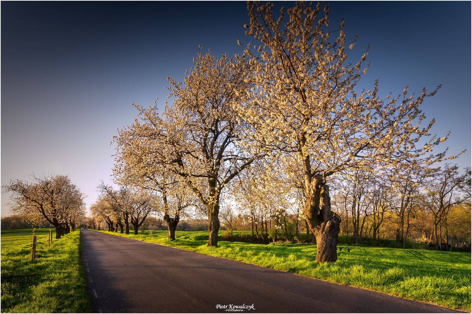 polska, drzewa, droga, wiosna, Kowalczyk Piotr