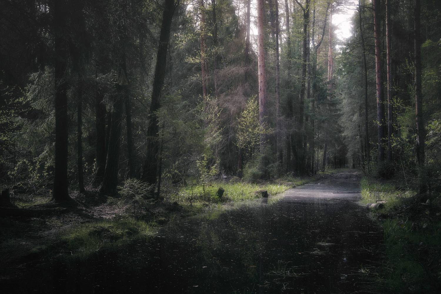 лес, весна, деревья, пейзаж, forest, woodland, trees, landscape, spring, Валерий Вождаев