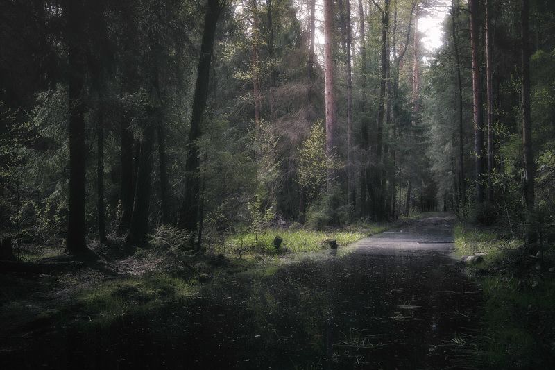 лес, весна, деревья, пейзаж, forest, woodland, trees, landscape, spring В весеннем лесу фото превью