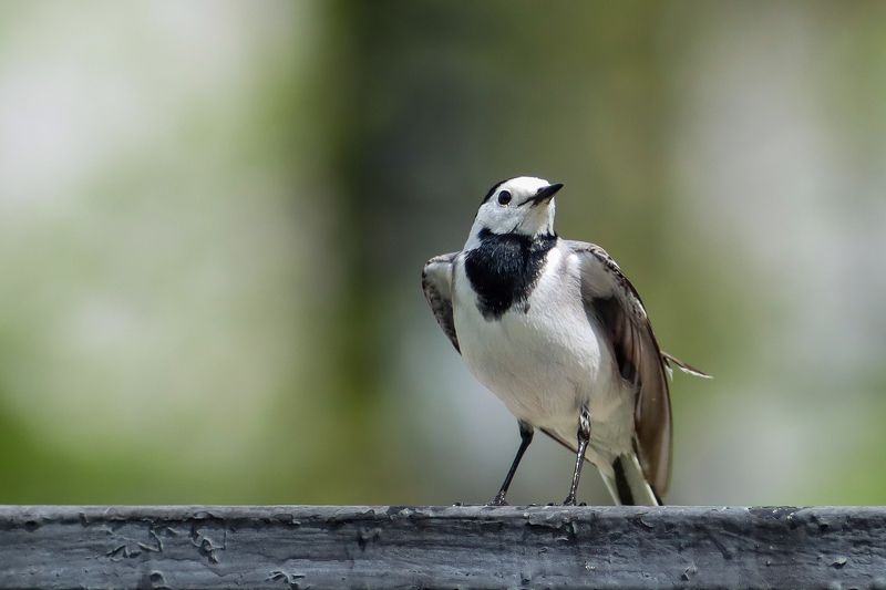 Белая трясогузка фото превью