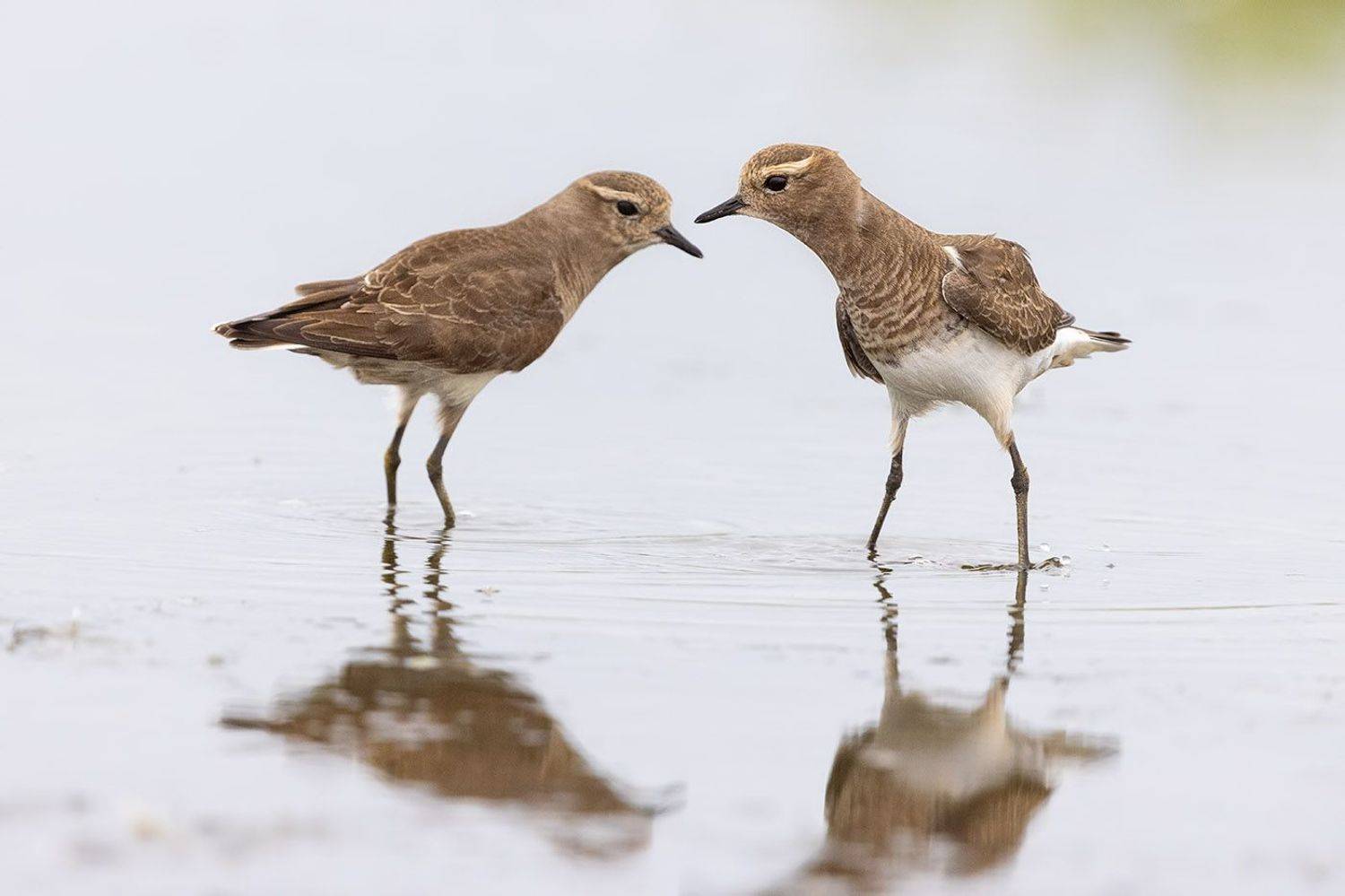 птицы, уругвай, Елена Давыдова