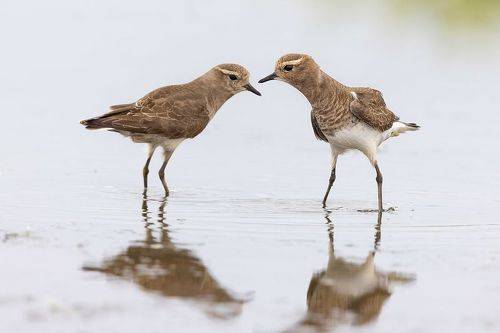 И целой лужи мало