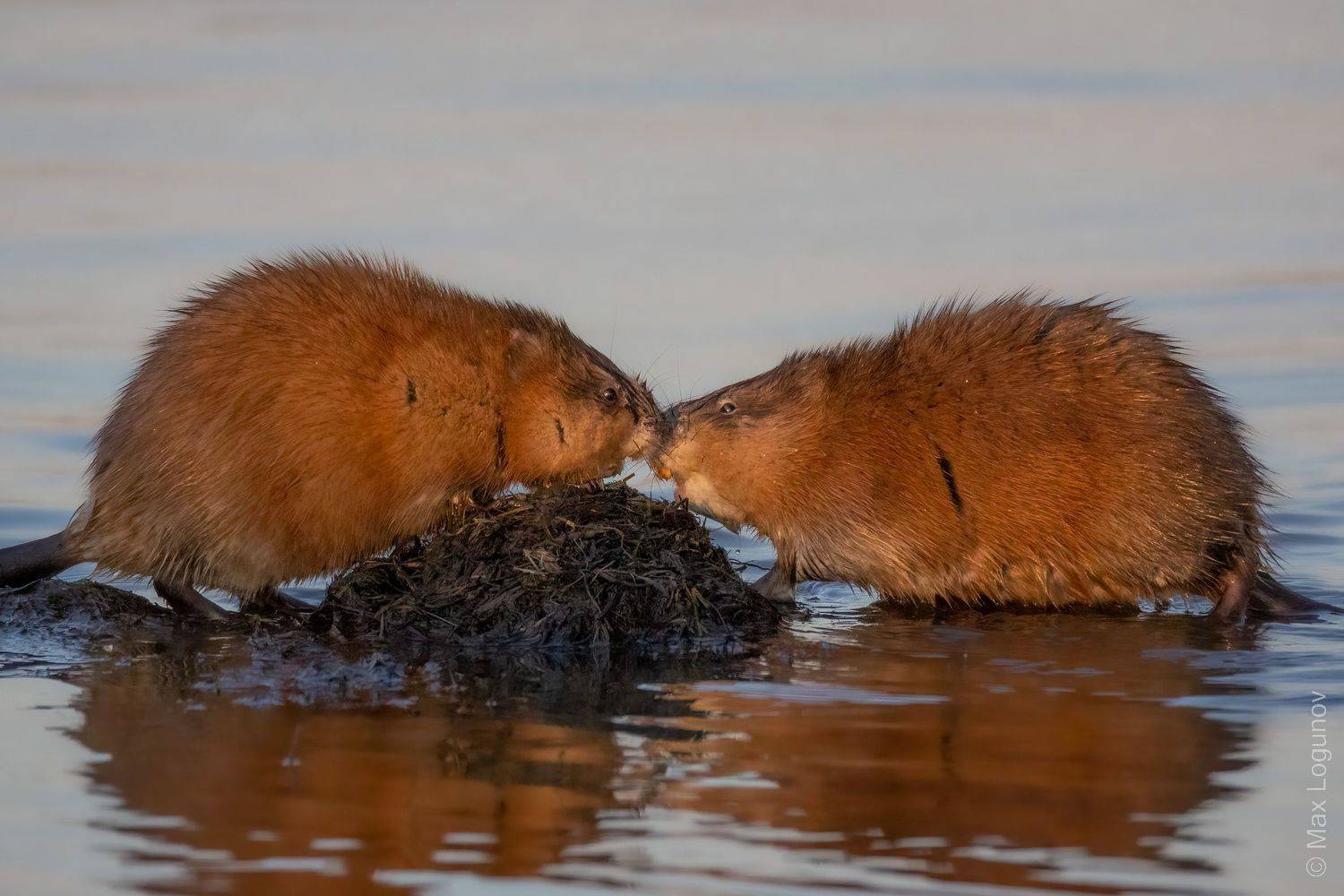 ондатра, Логунов Максим