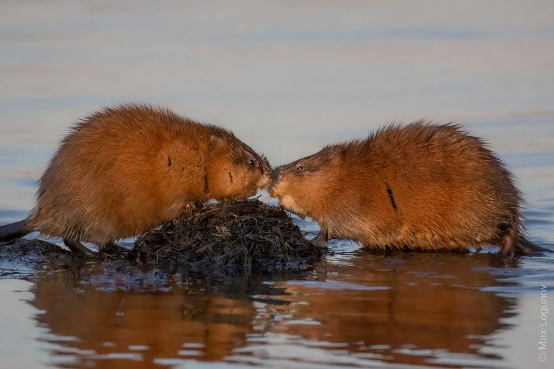 ондатра Ондатровый поцелуй фото превью