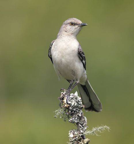 Northern Mockingbird - Многолосый пересмешник