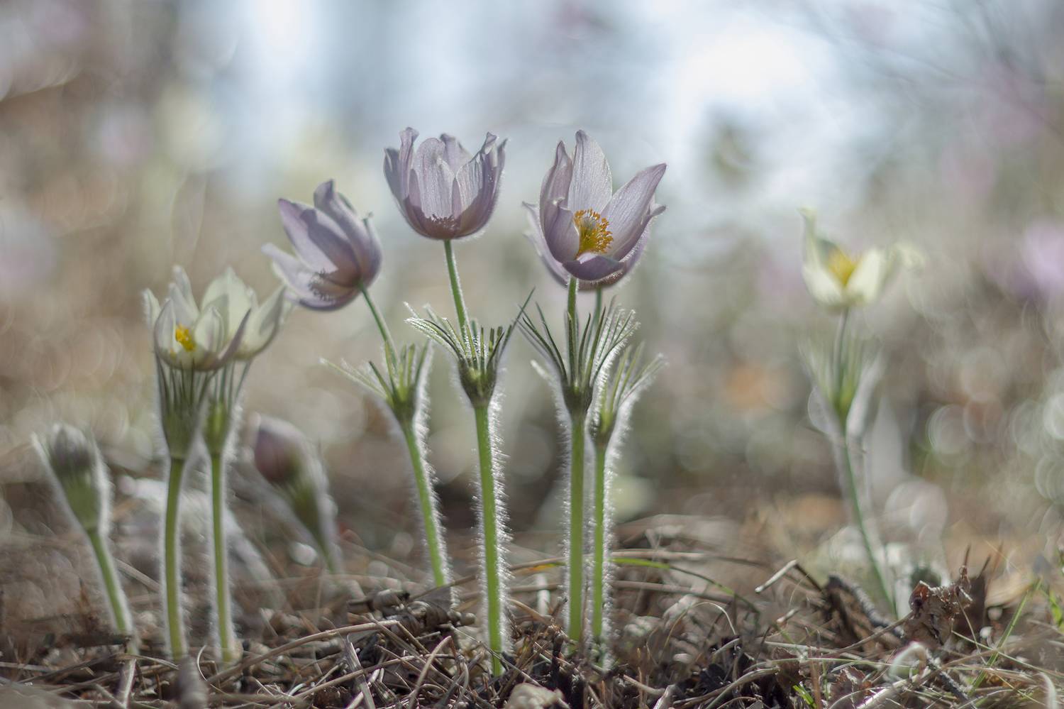 прострел раскрытый, сон-трава, весна, Koledova Irina