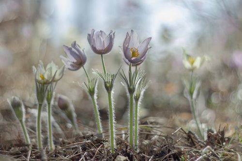 Разноцветные сны