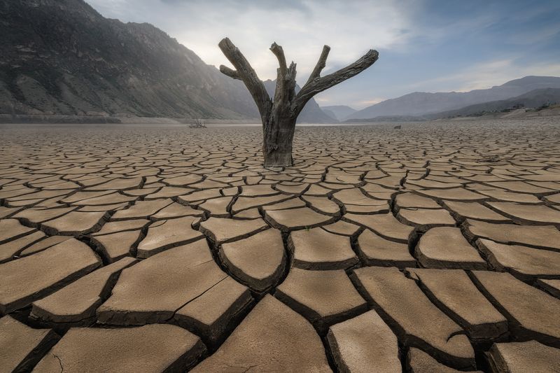 дагестан,ирганай,ирганайское водохранилище,дагестан,кавказ,дерево,горы жажда фото превью
