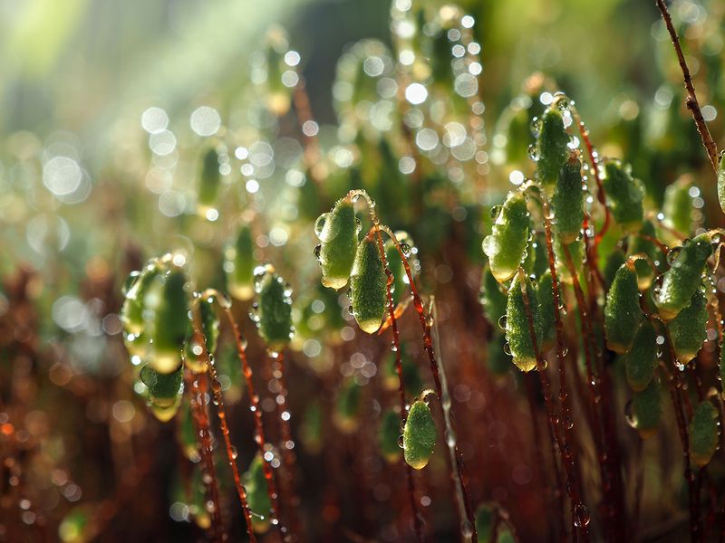 Мох фото превью