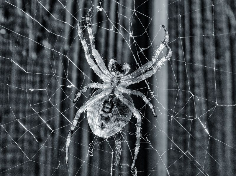 Паучок фото превью